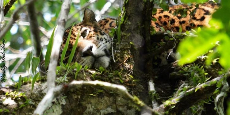 Onça pintada na Amazônia. Foto: Wezddy Del Toro Orozco.