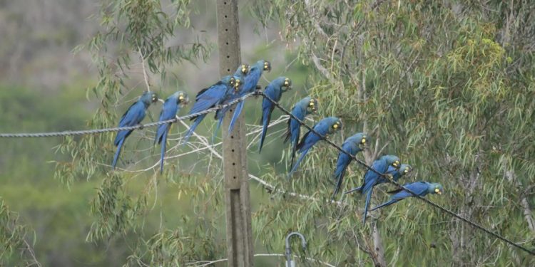 A perda de habitat tem feito com que as araras-azul-de-lear usem cada vez mais fios como poleiros, uma escolha que pode ter consequências letais. Foto: Thiago Filadelfo