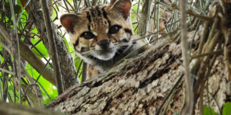 A primeira foto do gato-maracajá dentro da Estação Ecológica Guaxindiba, no norte fluminense. Foto: INEA-RJ/Divulgação