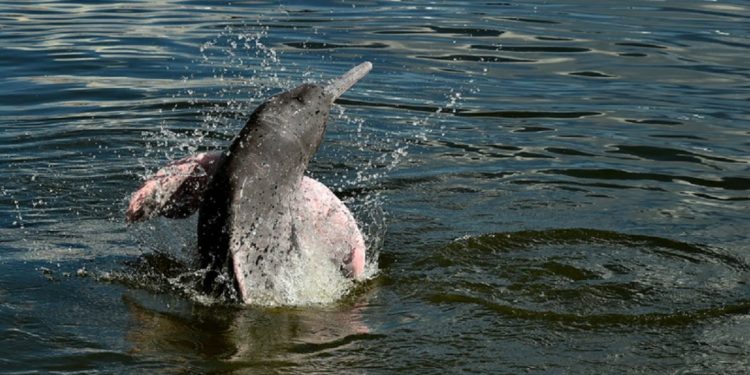 Boto cor-de-rosa (Inia Geoffrensis), Rio Tapajós PA, 2022. | Foto: Adriano Gambarini WWF-Brasil