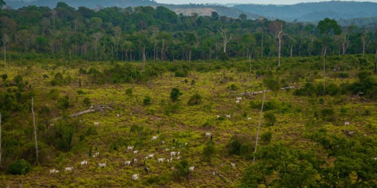 Gado na Floresta Nacional de Jamanxin, no Pará. Foto: Marcio Isensee e Sá.