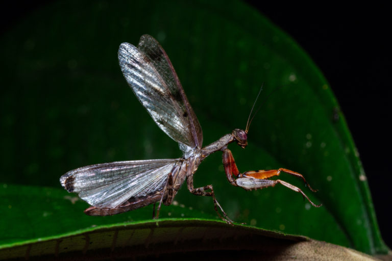 Amazônia