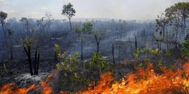 Biomas brasileiros devastados equivalem ao território de quatro estados