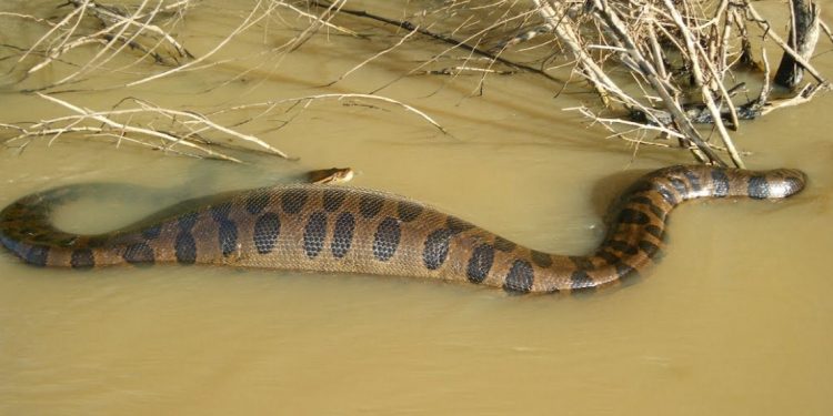 Sucuri nada num rio. Foto: Wikipédia.