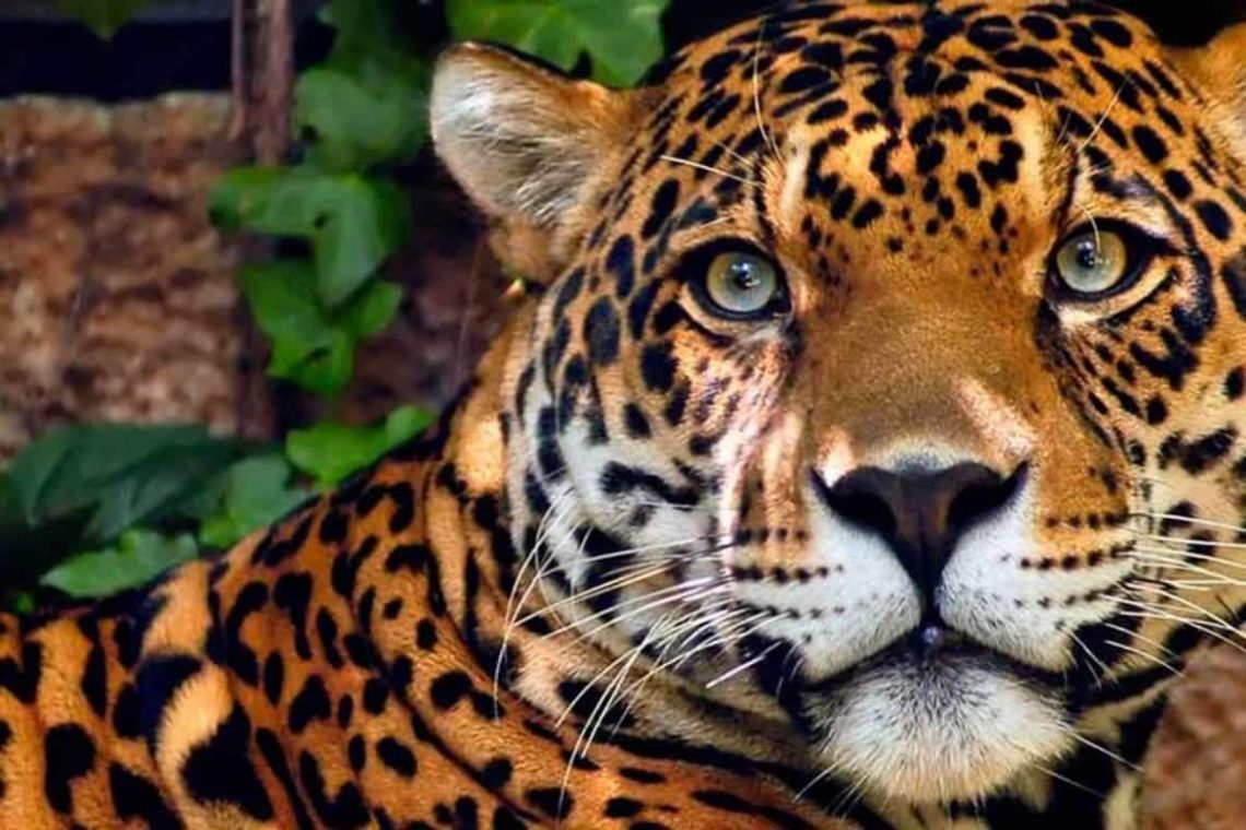 Amazônia: os 15 animais mais exóticos da floresta - Brasil Amazônia Agora