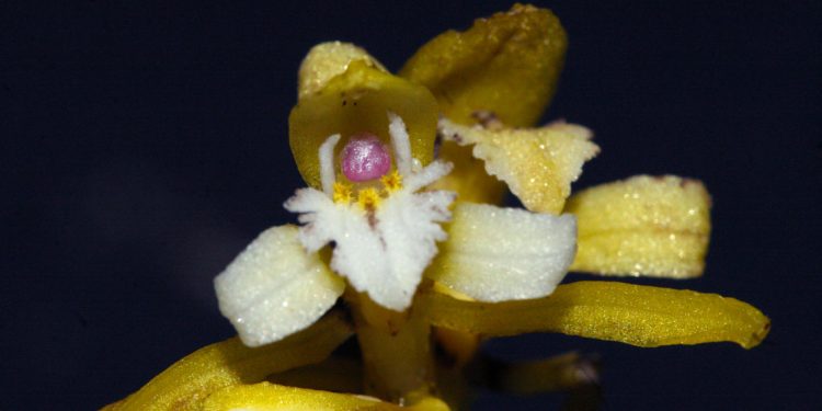 A orquídea Pogoniopsis schenckii obtém seus nutrientes dos fungos que a invadem - Juliana Mayer / Unicamp