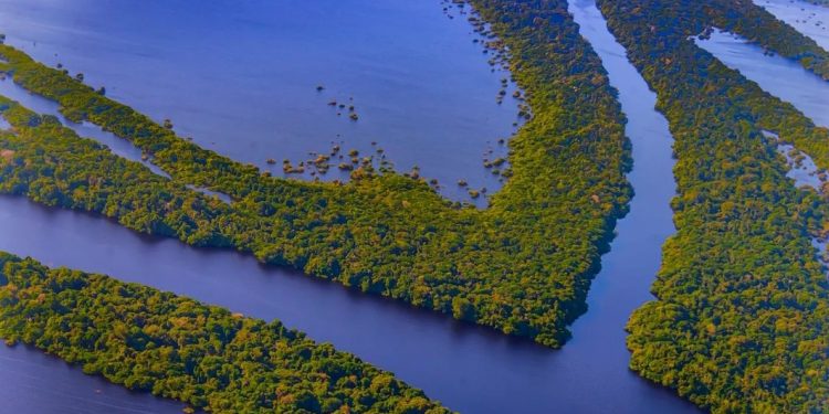 Anavilhanas Amazônia gisele Alfaia