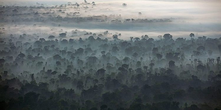 foto: Cruppe/Amazônia Real/Amazon Watch/17/09/2020