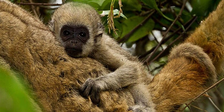 Em busca dos macacos perdidos - ((o))eco