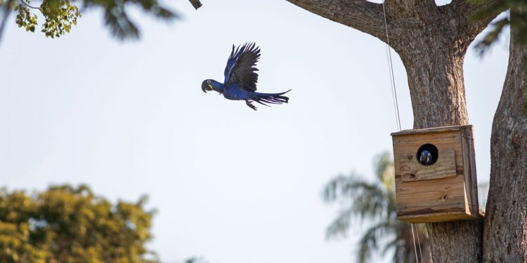 Primeiro voo de uma arara-azul ao deixar seu ninho artificial, instalado em uma árvore - foto:
Bruno Carvalho