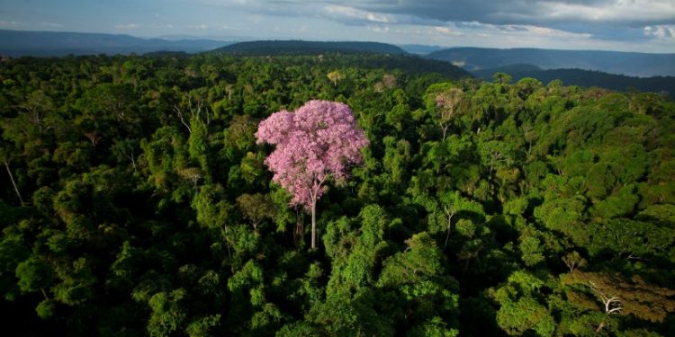 Ipê rosa na Amazônia - foto: João Marcos Rosa