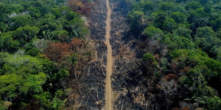 Área florestal sendo desmatada em Humaitá, no Amazônas, em setembro de 2022. Foto: Michael Dantas/AFP.