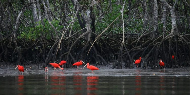 foto: Hérton Escobar/ USP Imagens