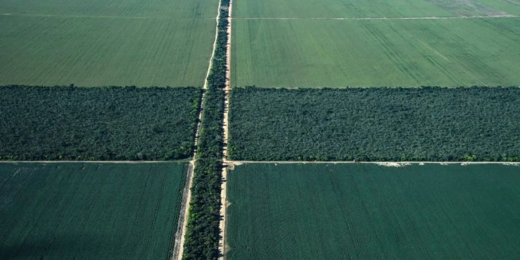 Propriedade rural em Formosa do Rio Preto, Bahia. Foto: Nelson Almeida/AFP.