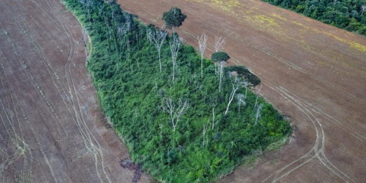 Foto tirada em Belterra, na Amazônia brasileira, em 2019, quatro anos após um incêndio atingir esse fragmento florestal que já sofria com múltiplas perturbações antropogênicas, como extração seletiva de madeira, efeitos de borda e incêndios (foto: Marizilda Cruppe/Rede Amazônia Sustentável)