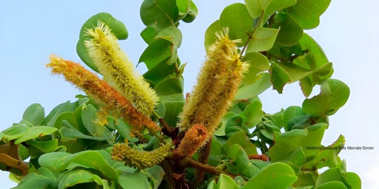 Grande parte delas está ameaçada de extinção, alertam pesquisadores. | Foto: Marcelo Simon | Divulgação JBRJ