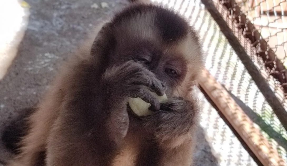 Macaco prego do papo amarelo no Centro de Reabilitacao de Animais Silvestres CRAS em Campo Grande MS. Foto CRAS