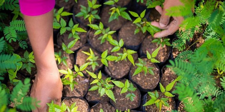 Quase 75 milhões de pessoas já estão empregadas em soluções baseadas na natureza. | Foto: © PNUD Costa Rica