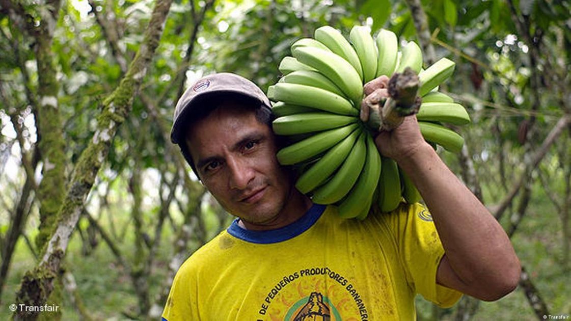 américa latina banana agricultura