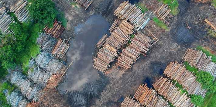 Brasil crimes Amazônia desmatamento