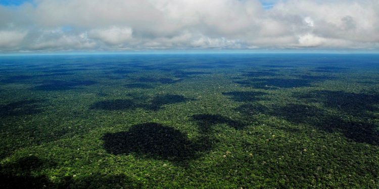 fundo amazonia amazonas Neil Palmer CIAT Flickr