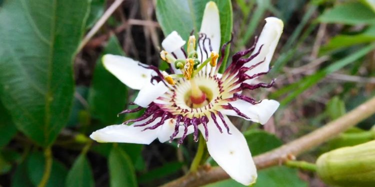 Passiflora purii, a nova espécie de maracujá encontrada na Serra Negra da Mantiqueira, em Minas Gerais. Foto: Leonardo Lima