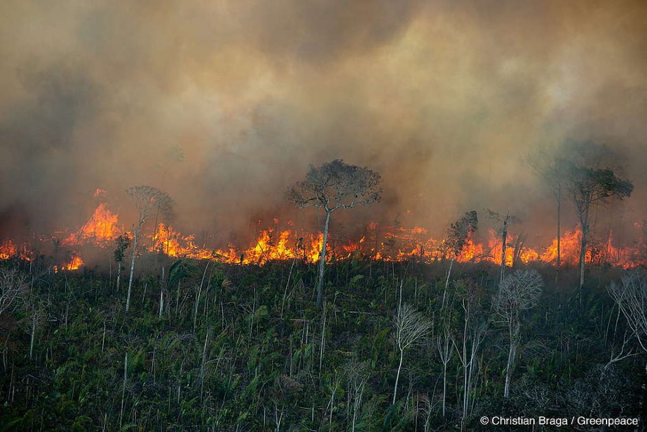 Para honrar Acordo de Paris, atual desmatamento transformaria Brasil em comprador de créditos de carbono, e não vendedor