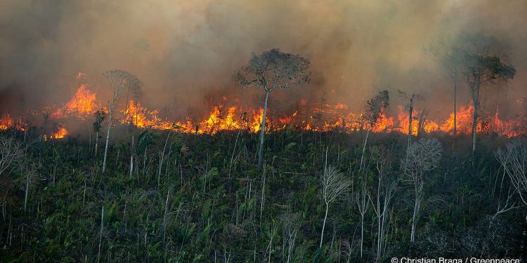 foto: Christian Braga/Greenpeace