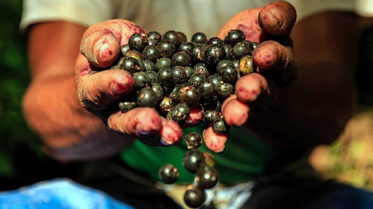 Bioeconomia Amazônia ZFM Zona Franca de Manaus