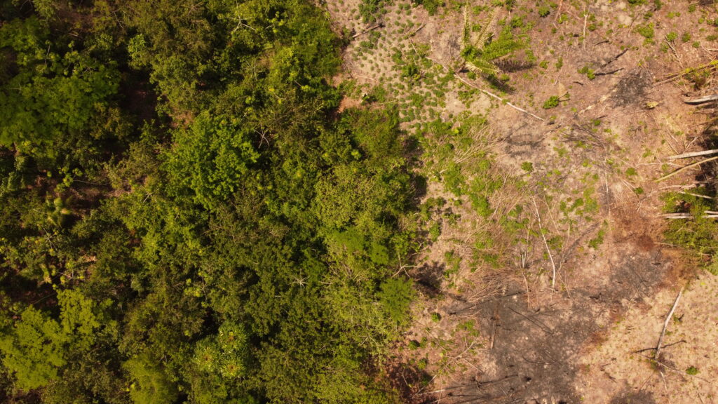Um Gol para Amazônia  a campanha que restaurou área de quase 2 campos de futebol na Amazônia