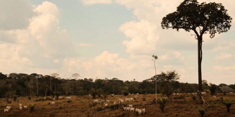 Além de problemas internos, com a venda de "colocações", Resex Chico Mendes sofre pressões com conflitos agrários em seu entorno. Foto: Alexandre Noronha