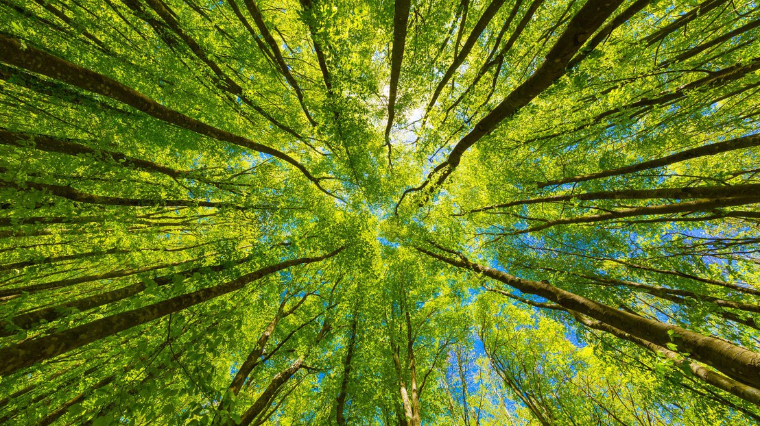 Dia Internacional das Florestas: estudos alertam para saúde dos biomas e seu impacto no planeta