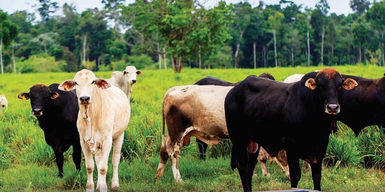 Imagem retirada do estudo Os frigoríficos vão ajudar a zerar o desmatamento da Amazônia?, do Imazon