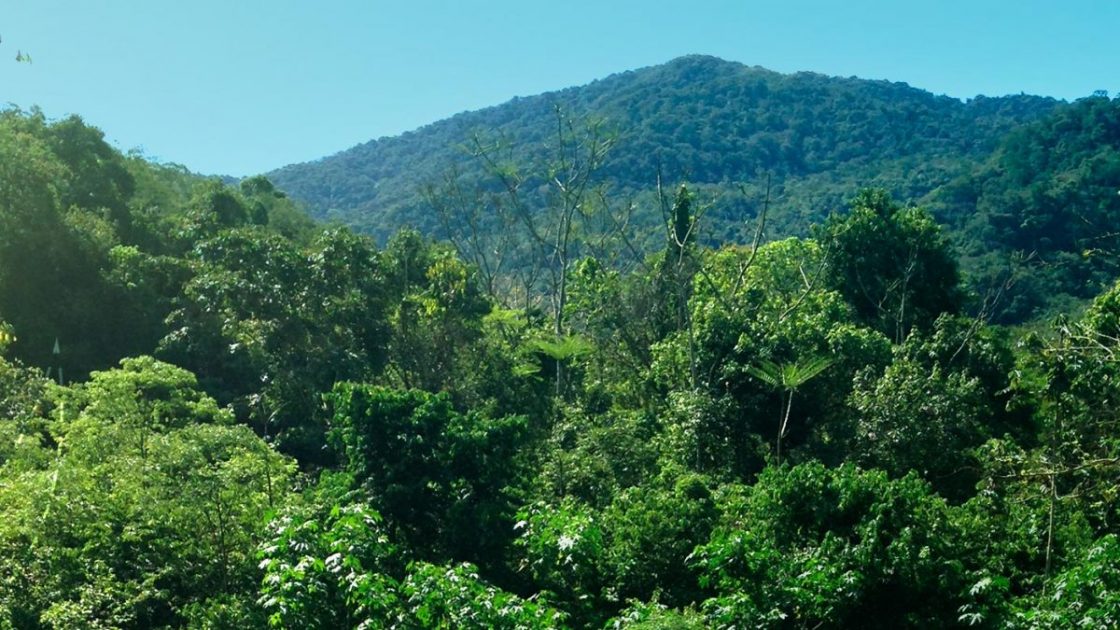 Retrocesso ambiental: Câmara aprova novas medidas contrárias ao Código Florestal e à Lei da Mata Atlântica
