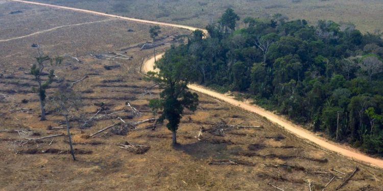 Parte da floresta amazônica desmatada (Foto CARLOS FABAL AFP)