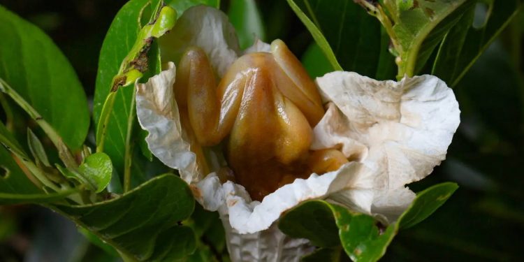 Com as patas traseiras apoiadas nas pétalas, a perereca se enfia dentro de uma flor da frutinha-de-leite, nativa da Mata Atlântica. Foto: Carlos Henrique de-Oliveira-Nogueira