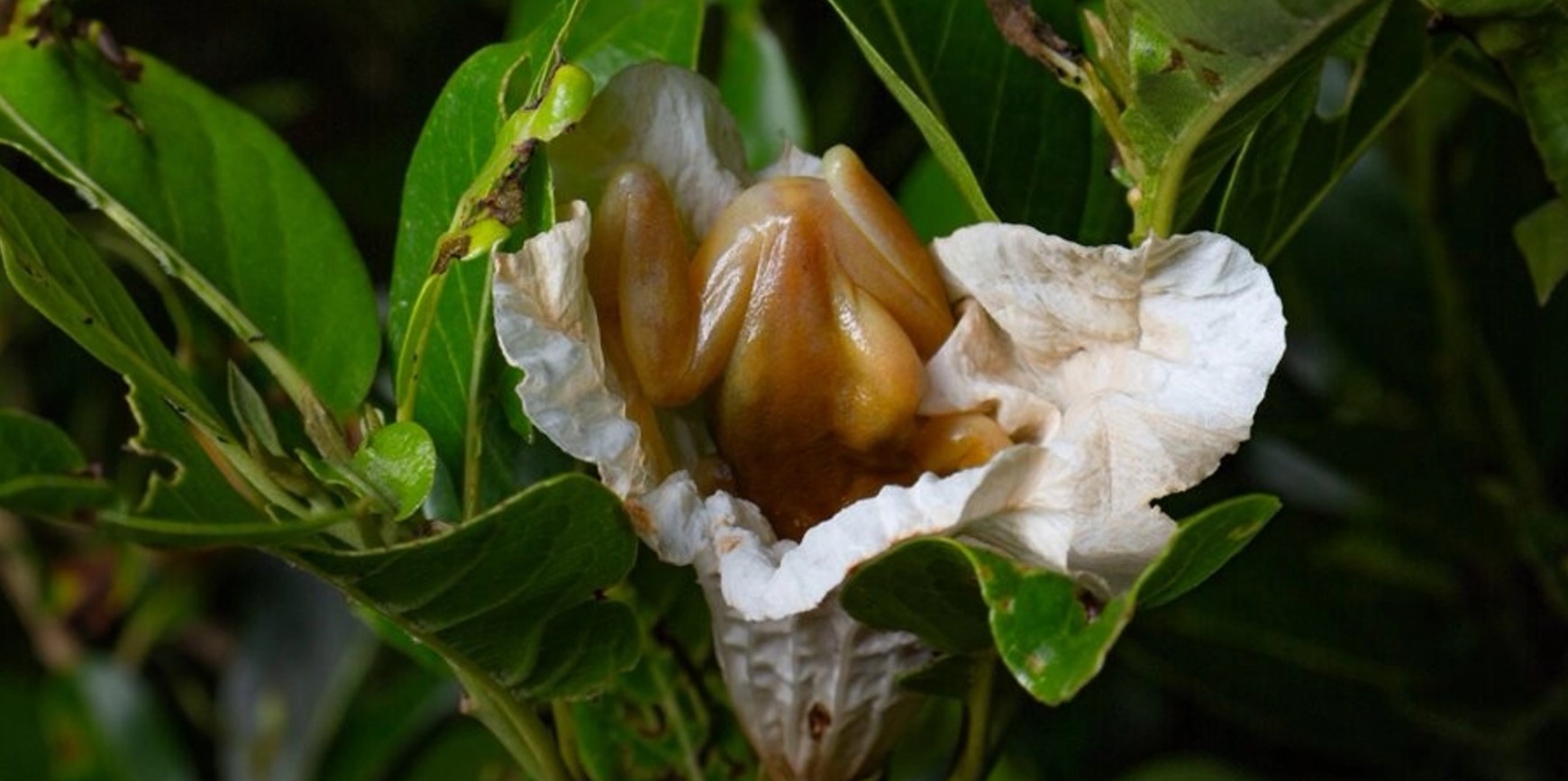 Cientistas parecem ter encontrado única espécie de perereca polinizadora do  mundo - Brasil Amazônia Agora