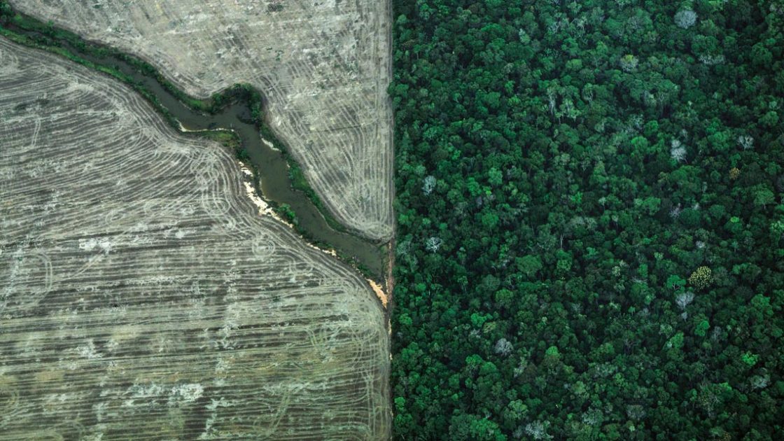 É um equívoco tratar a mudança climática dissociada da crise da biodiversidade, diz cientista brasileiro em novo estudo