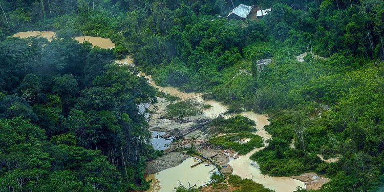 Surucucu (RR), 11/02/2023 - GARIMPO E ACAMPAMENTO: ação coordenada do governo federal no território Yanomami encontra comunidade de povo indígena isolado (Moxihatëtë), sem nenhum contato com a sociedade. Eles vivem há apenas 15 km de um ponto de garimpo. Foto: Leo Otero/MPI