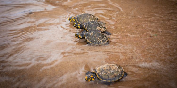 Este foi o maior número de animais devolvidos à natureza em 10 anos de projeto (Foto: Imazon)