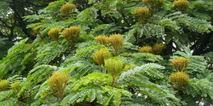 Faveiro-de-wilson (Dimorphandra wilsonii), árvore endêmica de Minas Gerais e ameaçada de extinção. Foto: Instituto de Pesquisas Jardim Botânico do Rio de Janeiro/Divulgação