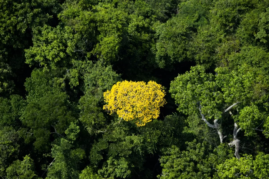 Ipês da Amazônia