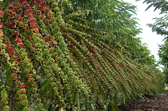 Café em Rondônia - Robustas Amazônica