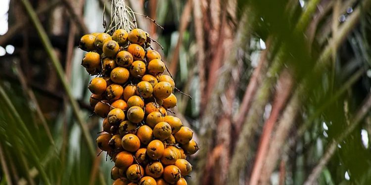 Tucumã no pé, fruto característico da Amazônia (Foto: Vinícius Braga/Embrapa)