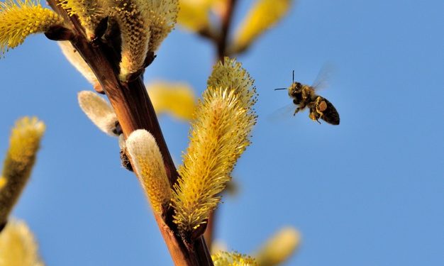 Estudo pode evitar extinção da abelha jandaíra