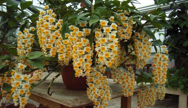 Dendrobium - Medicinal - China