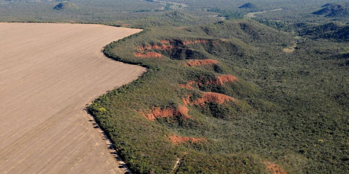 Combate ao desmatamento no Cerrado: Governo propõe medidas urgentes