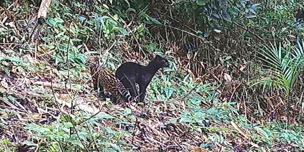 Esp Cie Rara De Felino Vista Na Mata Atl Ntica Brasil Amaz Nia Agora