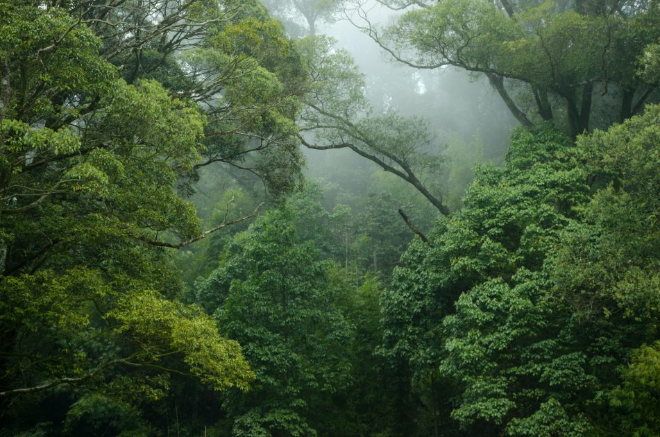 Amazônia, a transição agro, bio e nanotecnológica