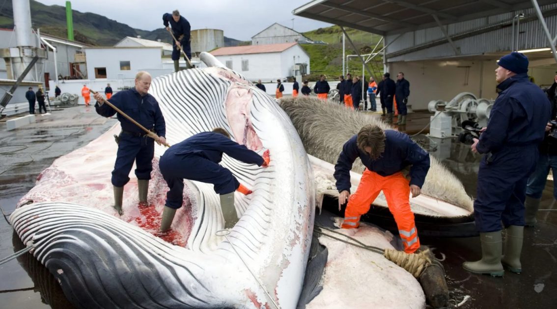 Caça às baleias está suspensa na Islândia